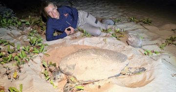East coast project to build on western Cape turtle success