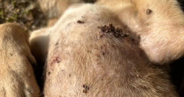 Cape York on high alert for tick spike