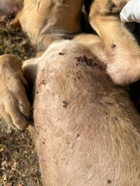 'Benny' was covered in ticks when taken in by Cape Animal Protection Shelter. 