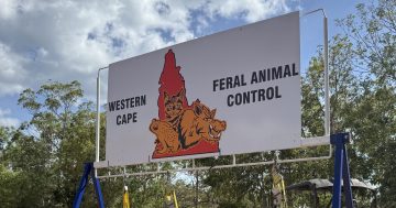 Feral invaders no match for Western Cape hunters