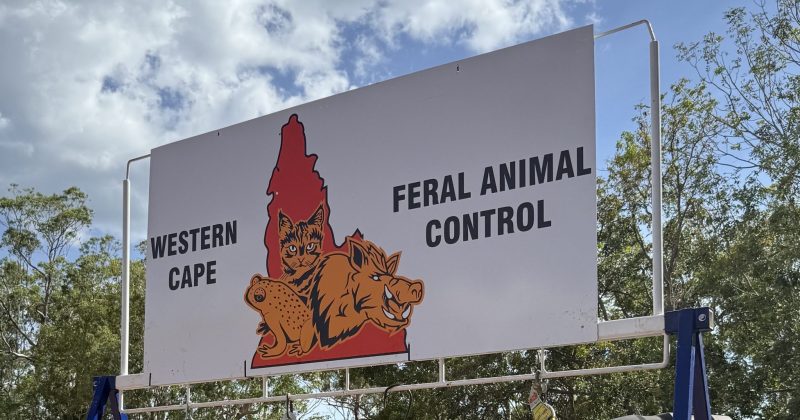Weipa feral animal hunt raises $8000 for RFDS