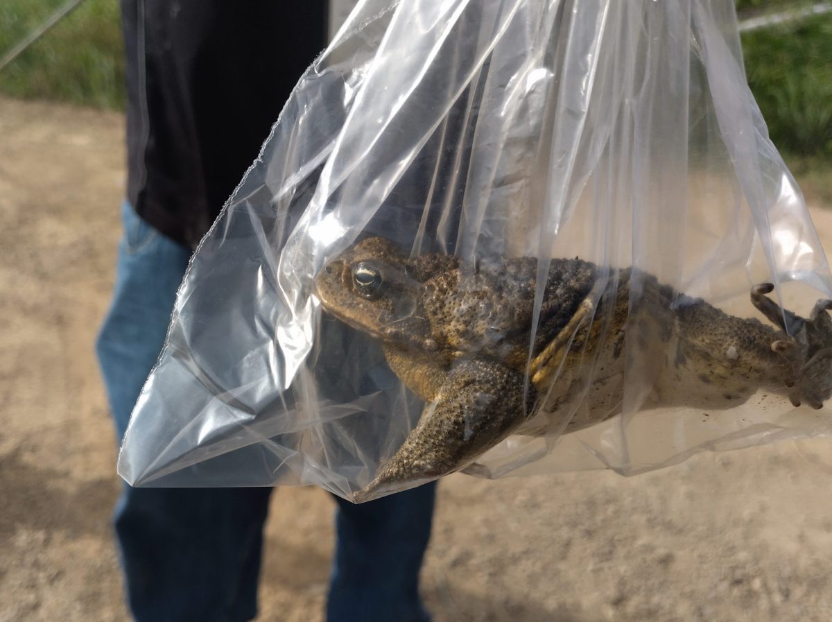A cane toad found and bagged on Saibai Island.