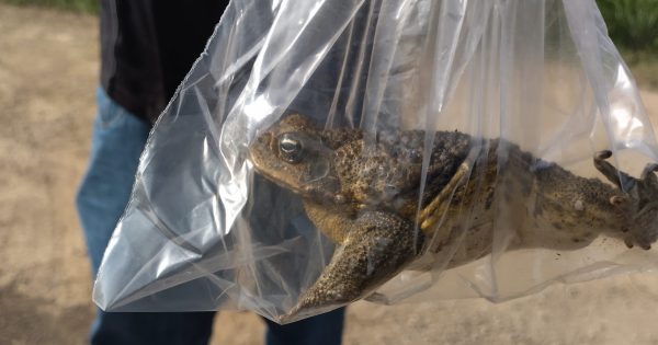 Bagged hitchhiker sparks urgent cane toad action