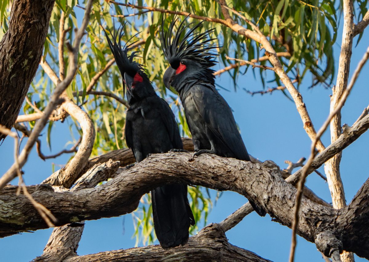 Male and female Palm Cockatoo
