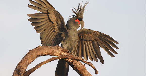 Homegrown `palmy' defender wins national honours