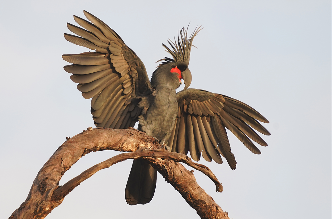 palm cockatoo