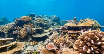 Dive in to protect Great Barrier Reef’s future