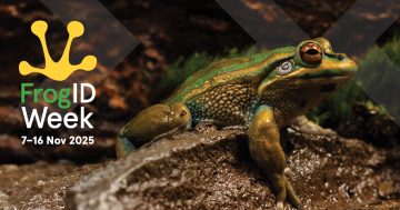 Mapoon, Wujal Wujal urged to even up frog count