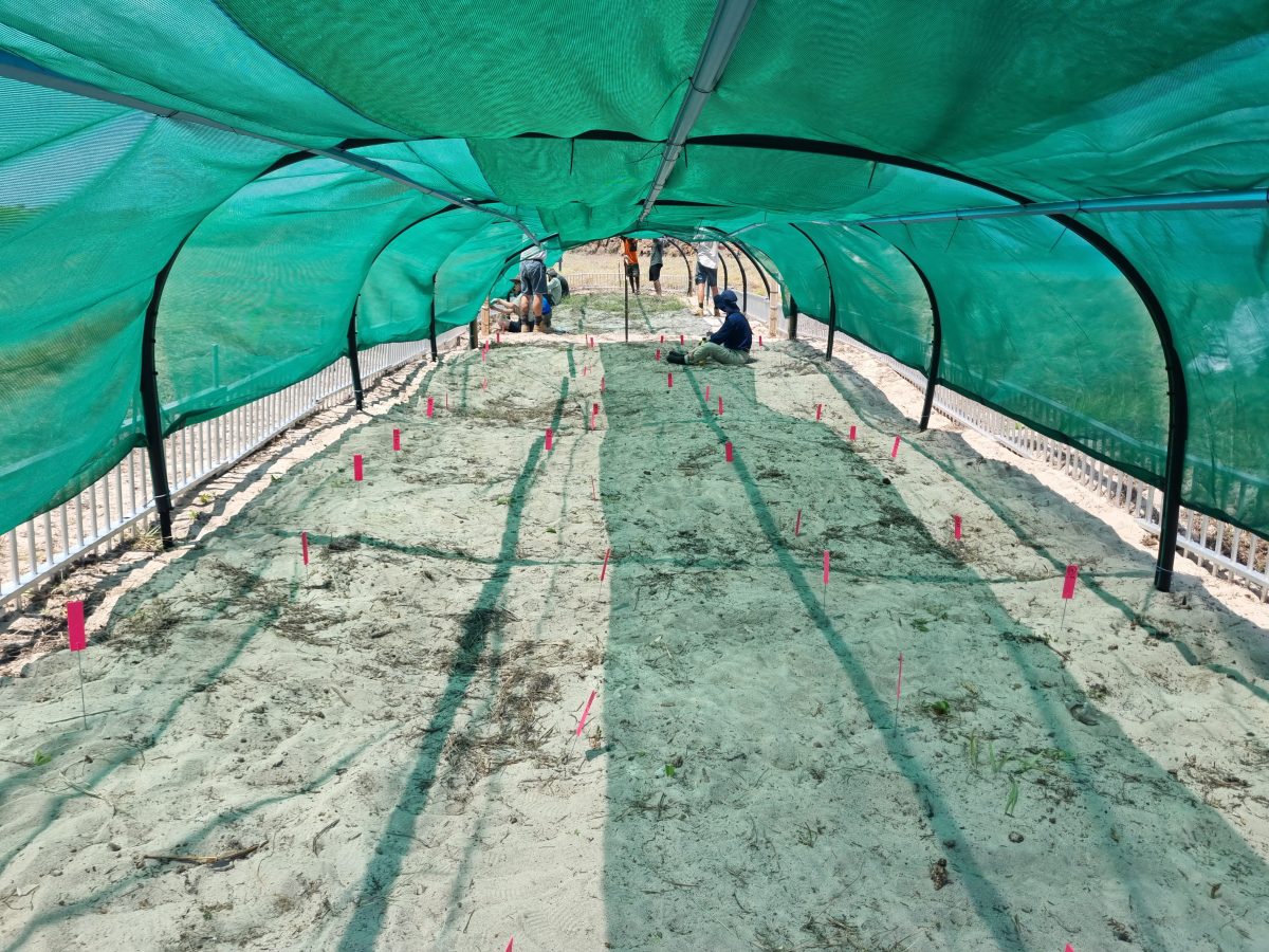 Turtle shade structures.