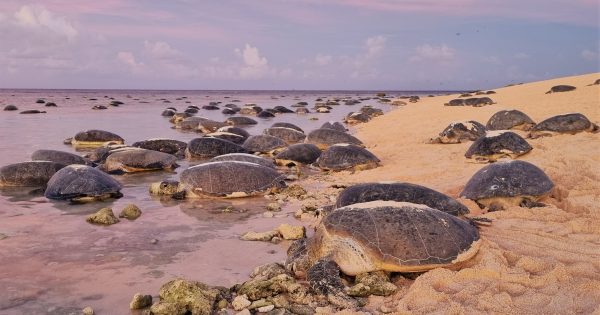 Green turtle egg relocation from Raine Island hatches hope