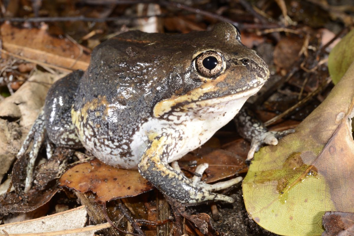 Cape York's Superb Banjo Frog 