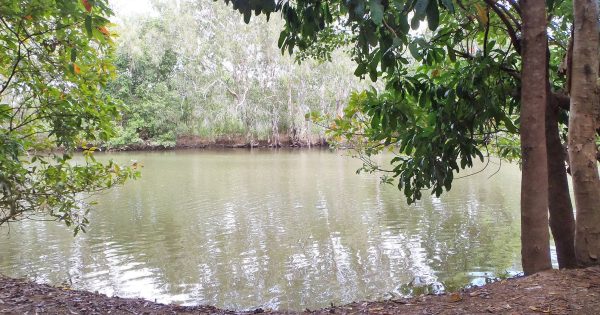 Old Faithful relocated 2000 km south of Rinyirru home