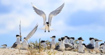 One good tern deserves another on Eagle Island
