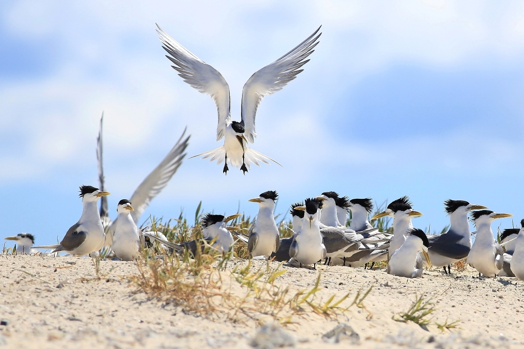 crested tern flock on the sand