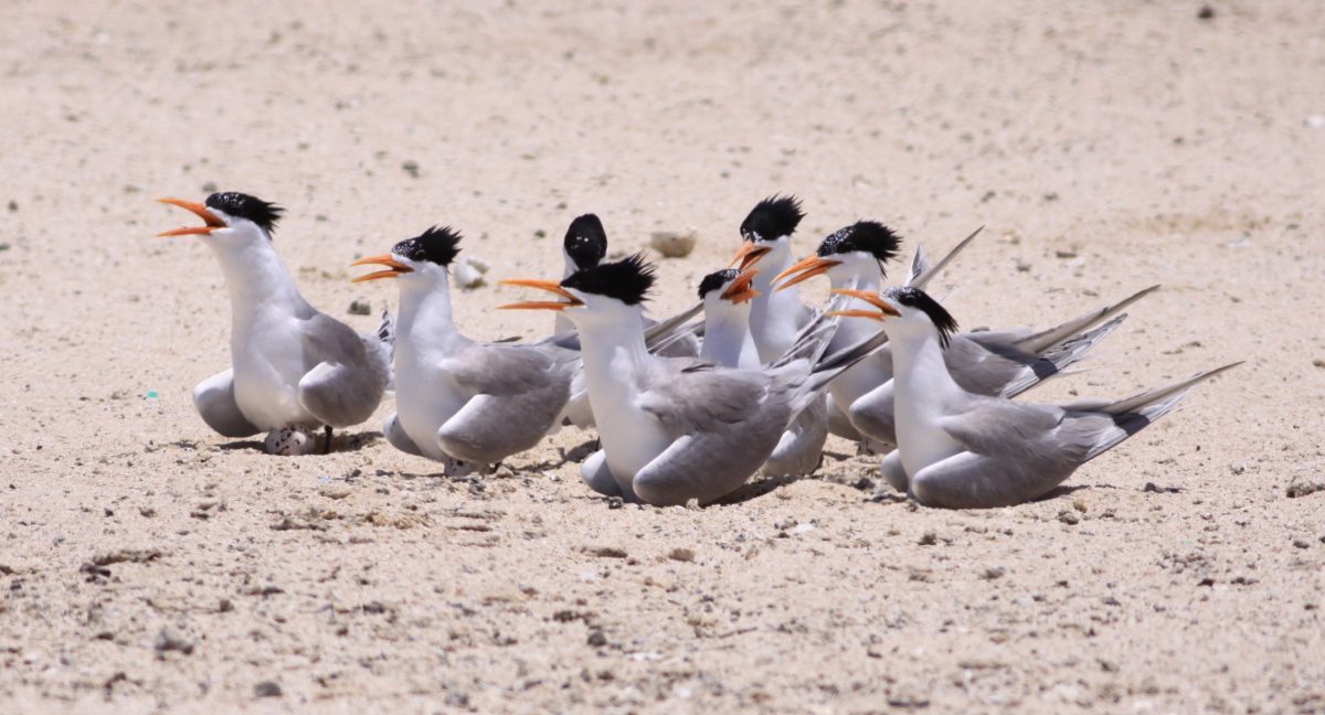 Lesser crested terns.