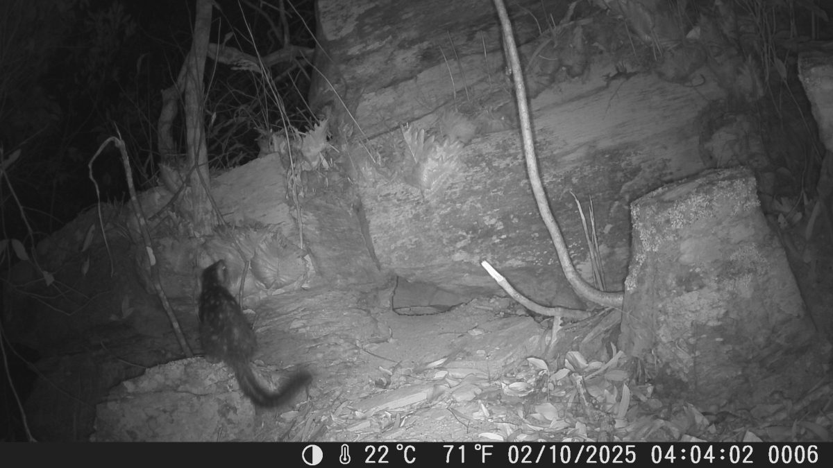 Northern Quoll caught on camera at Piccaninny Plains Wildlife Sanctuary