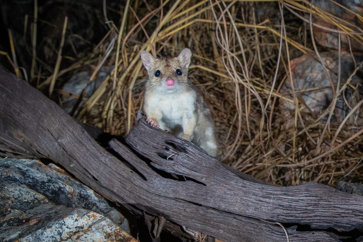 Northern Quoll