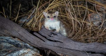 Hope ignites for endangered quoll after first sighting in more than 80 years