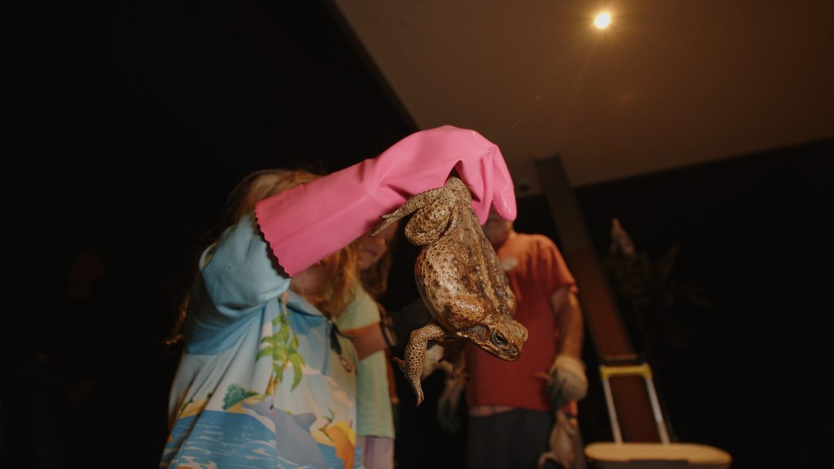 Great Cane Toad Bust