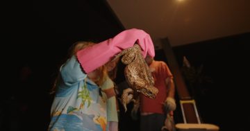 Nationwide cane toad bust calls for Cape's help
