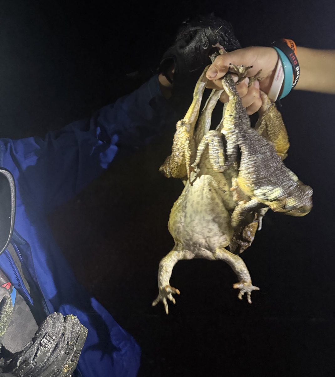 Cane toads held up.