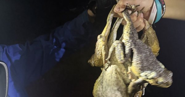 Cooktown Capers help bust cane toad record