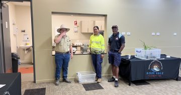 Hope Vale presents giant prawns as remote food insecurity solution