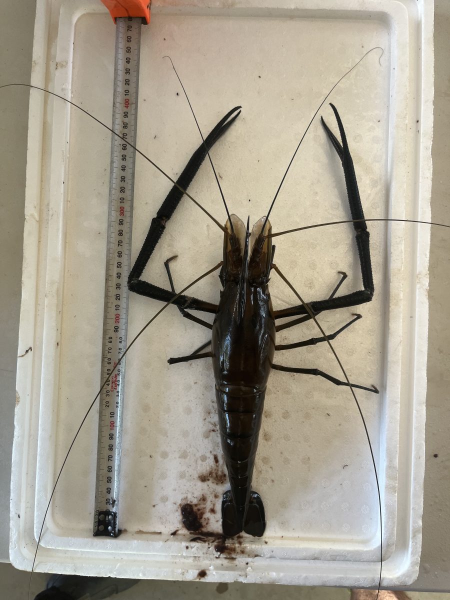 Giant Freshwater Prawn