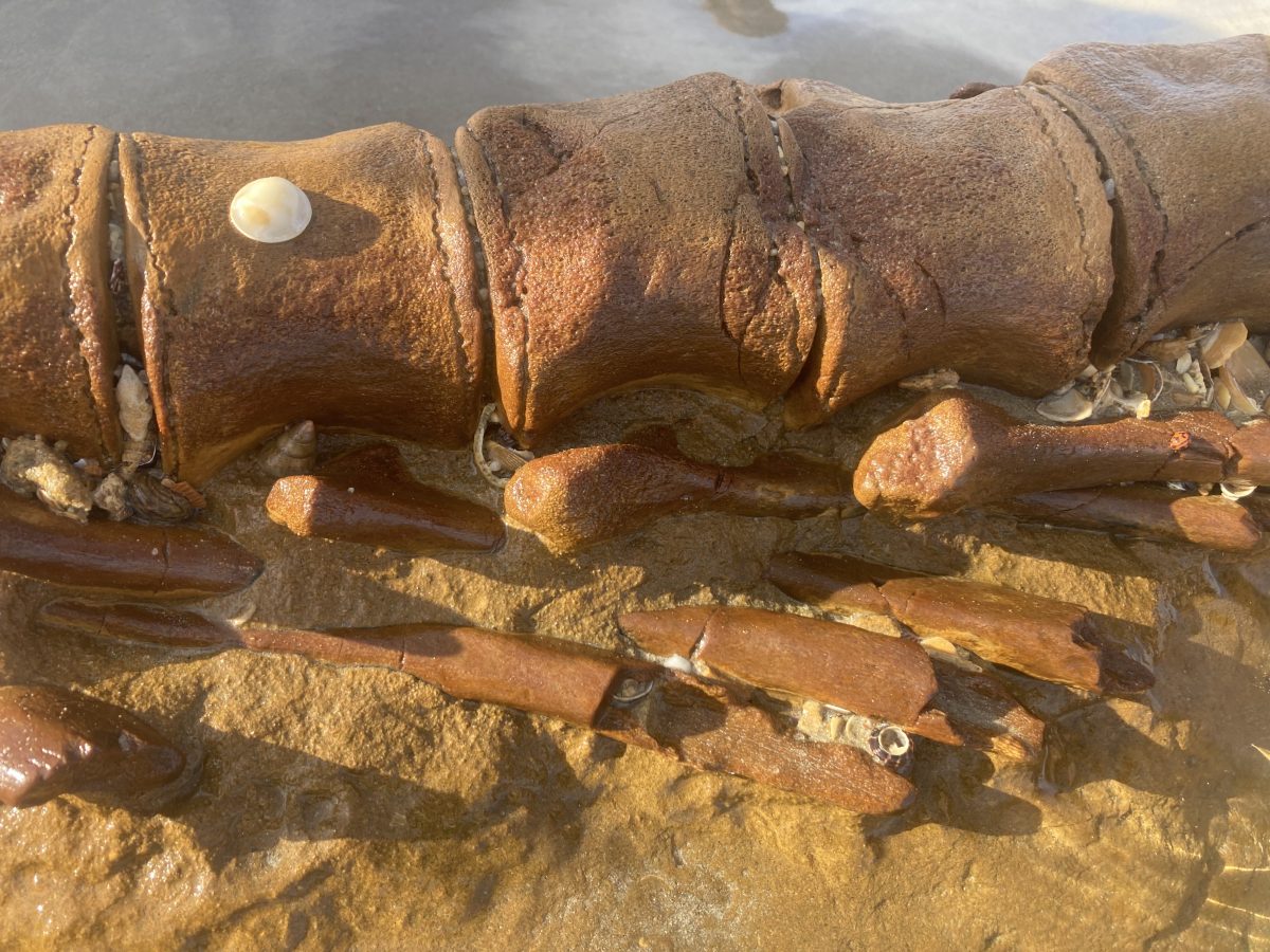 20-million-year-old whale vertebrae fossil