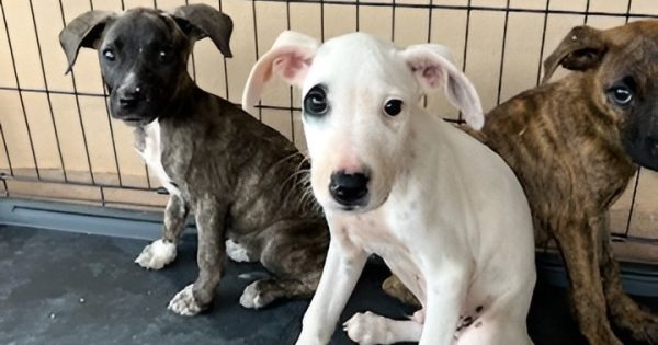 Intake halted as Weipa animal shelter makes heart-wrenching decision