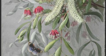 Pioneering botanical artists break through cultural barriers