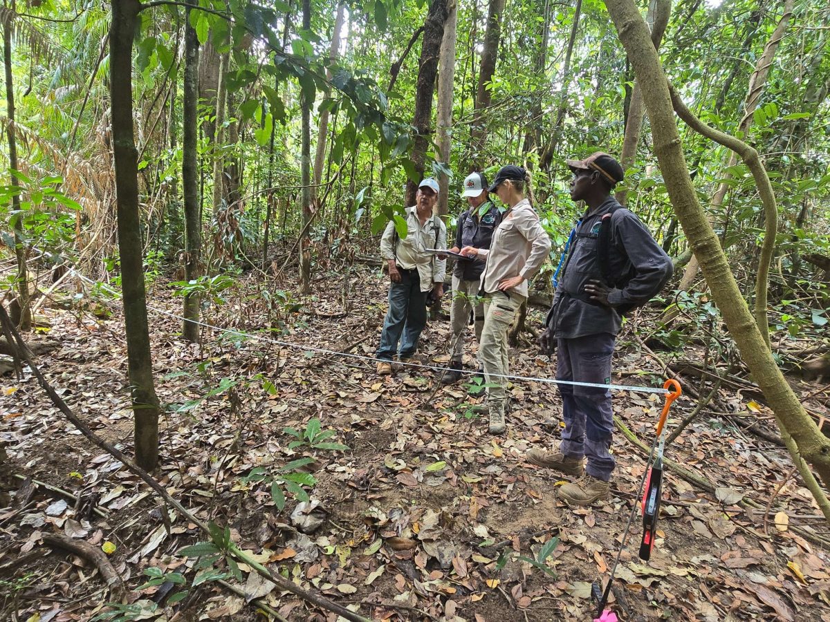 Spectacled flying fox camp search