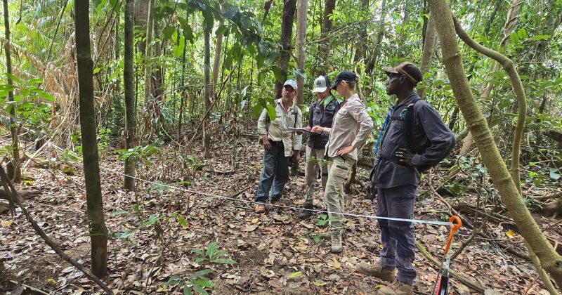 Huge win for endangered flying fox near Lockhart River